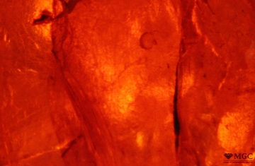 Пузыри воздуха в янтаре, Стародубское м-е (Сахалин). Режим просмотра - темнопольное освещение