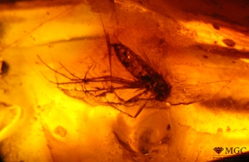 Комар в янтаре, Балтика. Режим просмотра - темнопольное освещение