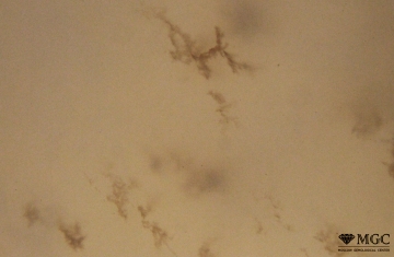 Дендриты железо-марганцевых гидроокислов по микротрещинам в нефрите (Буромское м-ние, Бурятия). Режим просмотра - проходящий свет
